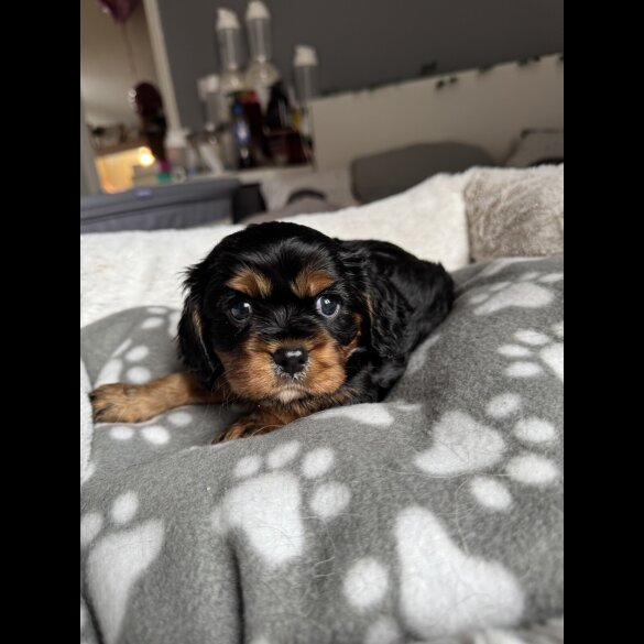 Cavalier King Charles Spaniel - Both