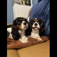 Cavalier King Charles Spaniel - Both