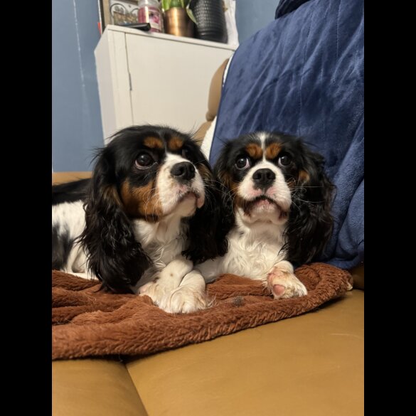 Cavalier King Charles Spaniel - Both