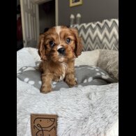 Cavalier King Charles Spaniel - Both