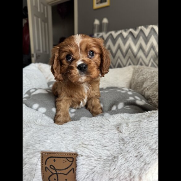 Cavalier King Charles Spaniel - Both