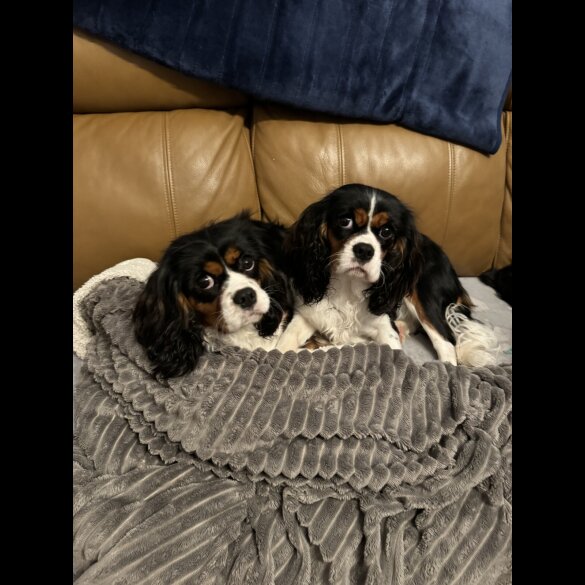 Cavalier King Charles Spaniel - Both