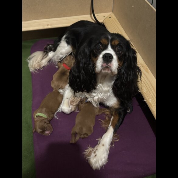 Cavalier King Charles Spaniel - Both