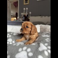 Cavalier King Charles Spaniel - Both