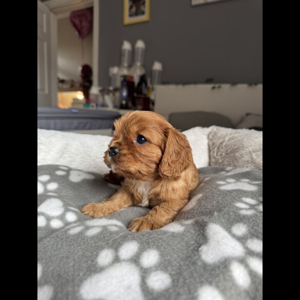 Cavalier King Charles Spaniel - Both