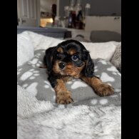 Cavalier King Charles Spaniel - Both