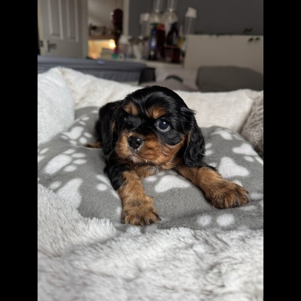Cavalier King Charles Spaniel - Both
