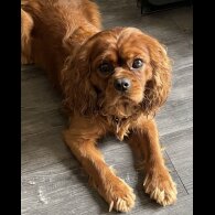 Cavalier King Charles Spaniel - Both