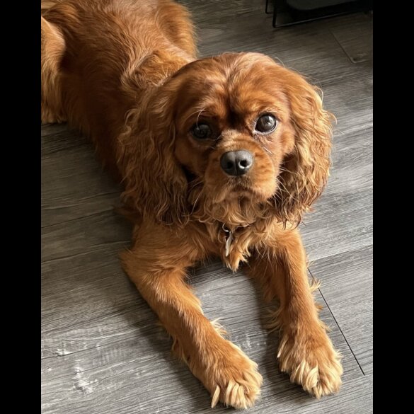 Cavalier King Charles Spaniel - Both