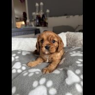Cavalier King Charles Spaniel - Both