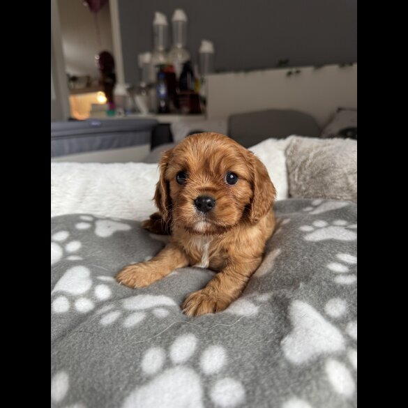 Cavalier King Charles Spaniel - Both