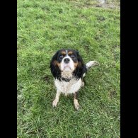 Cavalier King Charles Spaniel - Both