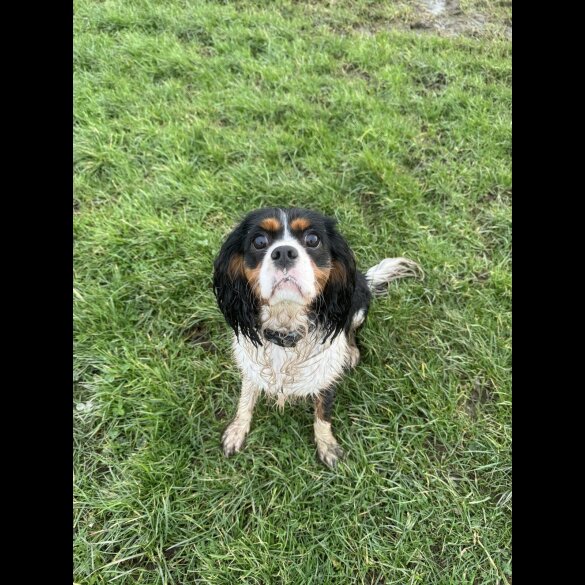 Cavalier King Charles Spaniel - Both