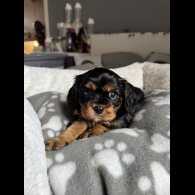 Cavalier King Charles Spaniel - Both