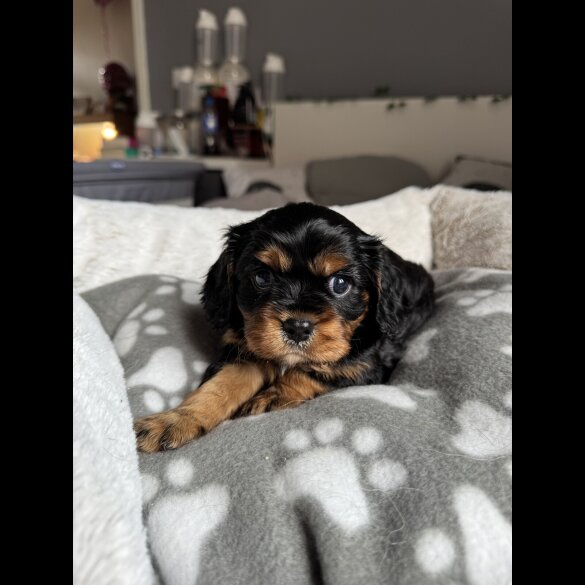 Cavalier King Charles Spaniel - Both