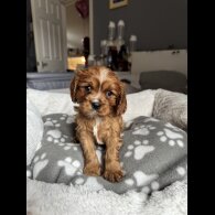 Cavalier King Charles Spaniel - Both