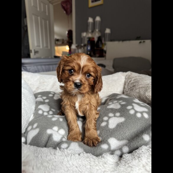 Cavalier King Charles Spaniel - Both