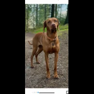 Hungarian Vizsla - Both
