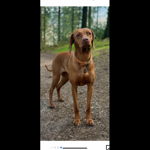 Hungarian Vizsla - Both