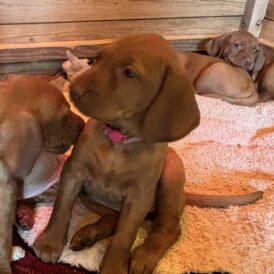 Hungarian Vizsla - Both