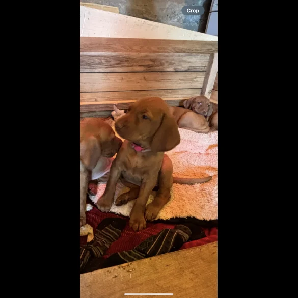 Hungarian Vizsla - Both
