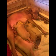 Hungarian Vizsla - Both
