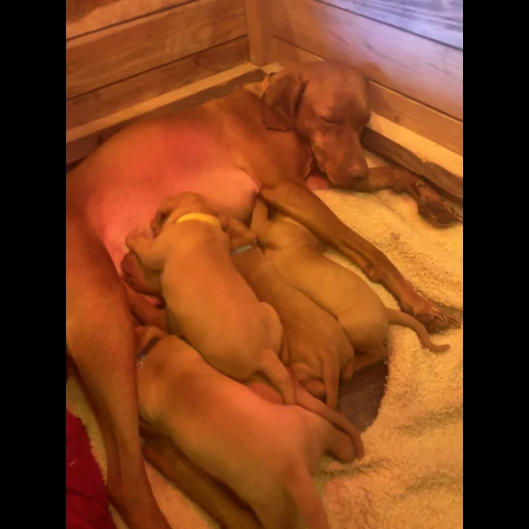 Hungarian Vizsla - Both