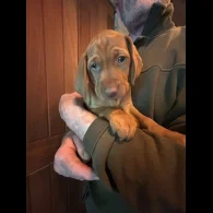 Hungarian Vizsla - Both