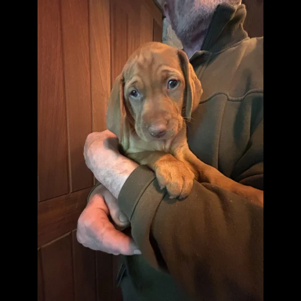 Hungarian Vizsla - Both