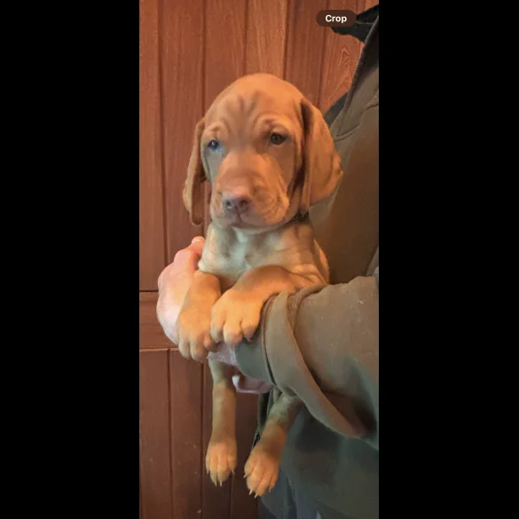 Hungarian Vizsla - Both