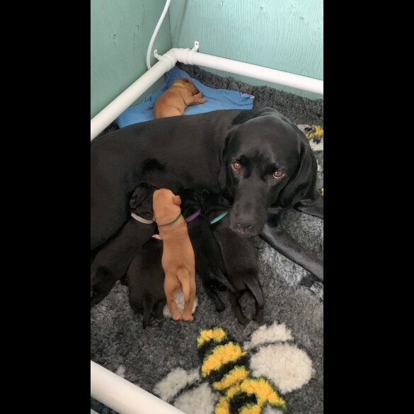 Labrador Retriever - Both