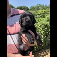 Labrador Retriever - Both