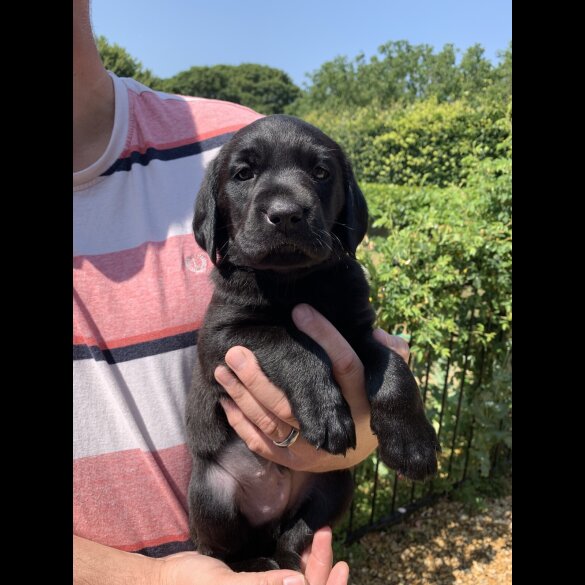 Labrador Retriever - Both