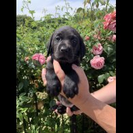 Labrador Retriever - Both