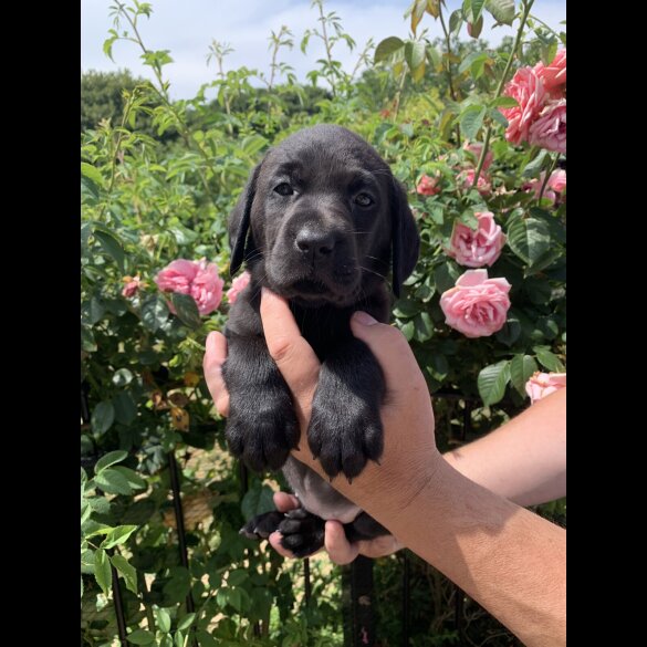 Labrador Retriever - Both