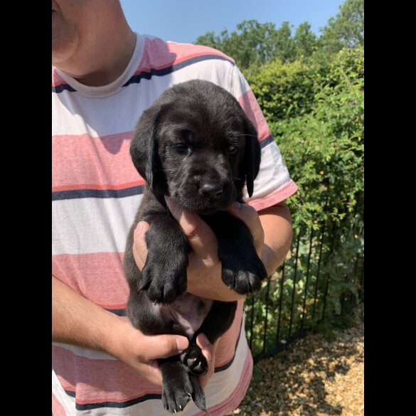 Labrador Retriever - Both