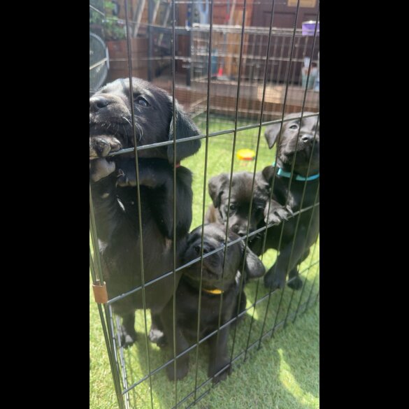 Labrador Retriever - Both