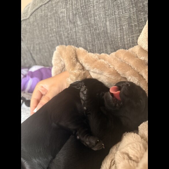 Labrador Retriever - Both