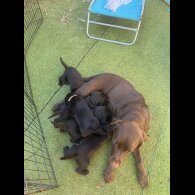 Labrador Retriever - Both