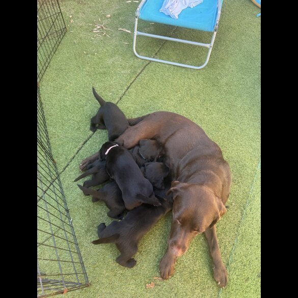 Labrador Retriever - Both