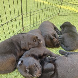 Labrador Retriever - Both