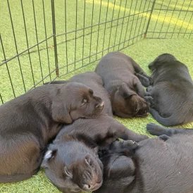 Labrador Retriever - Both