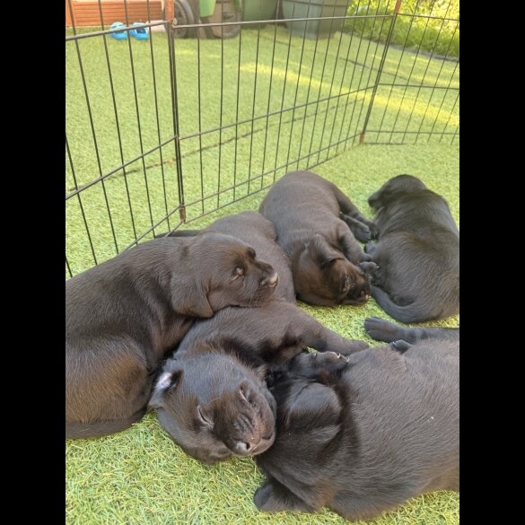 Labrador Retriever - Both