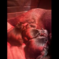 Labrador Retriever - Both