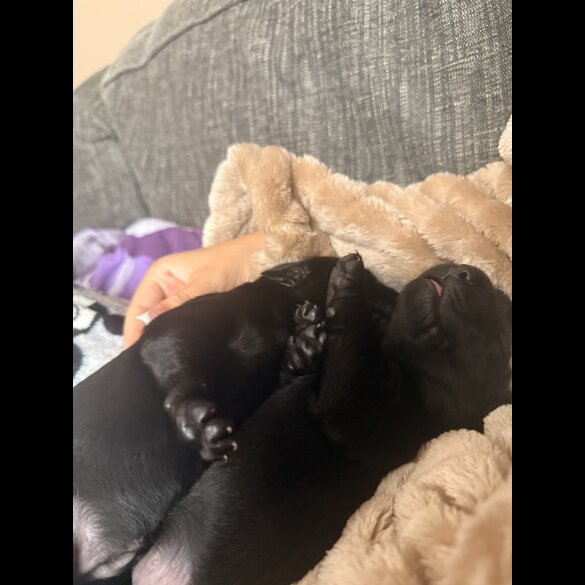 Labrador Retriever - Both