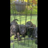 Labrador Retriever - Both