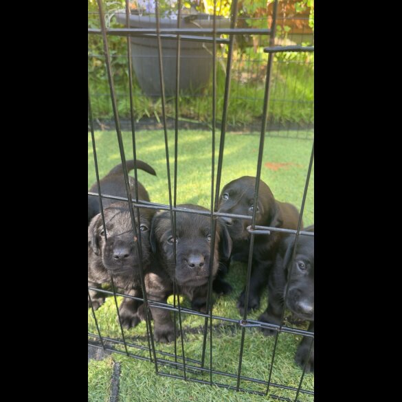 Labrador Retriever - Both