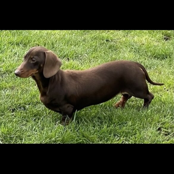 Dachshund (Standard &amp; Miniature) - Both