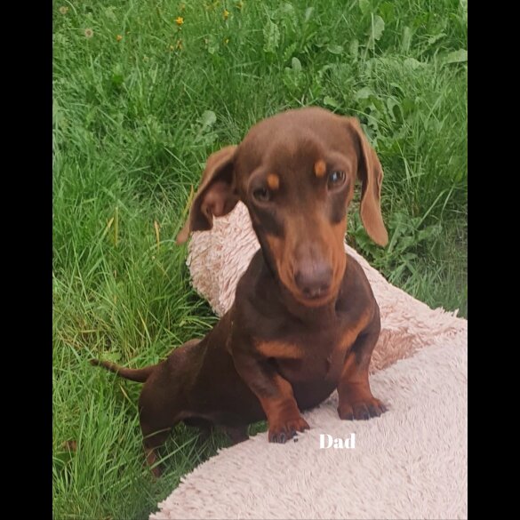 Dachshund (Standard &amp; Miniature) - Both