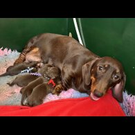 Dachshund (Standard &amp; Miniature) - Both